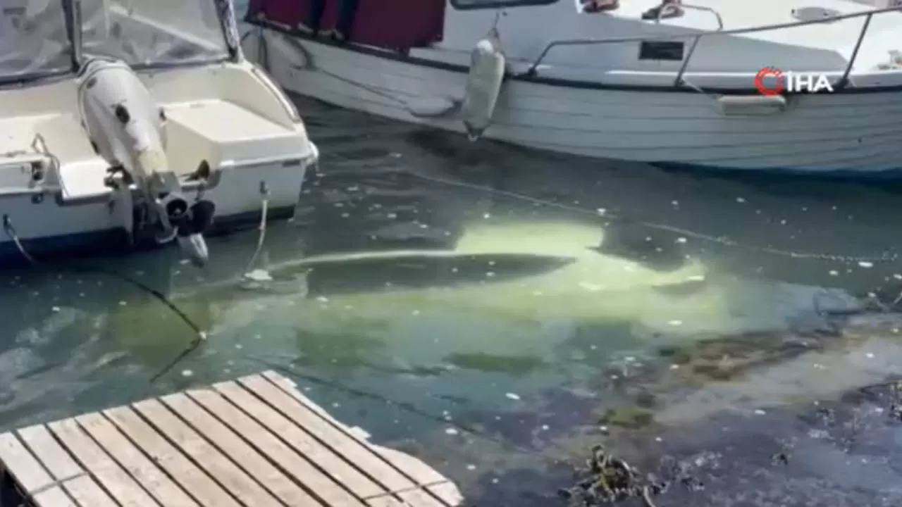 İstanbul'da bir sürücü aracını park ettiği sırada denize düşürdü!