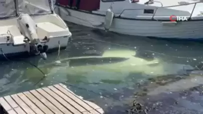 İstanbul'da bir sürücü aracını park ettiği sırada denize düşürdü!