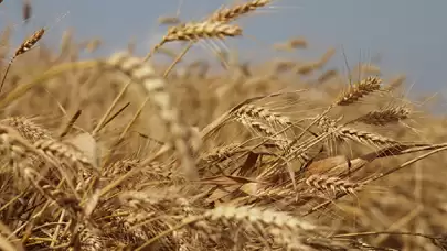 Türkiye'nin TMO, hububat alım bedellerini üreticilerin hesaplarına yatırdı