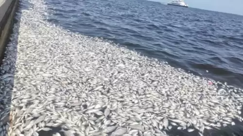 İzmir'de Endişe Veren Manzara Gözlerden Kaçmadı