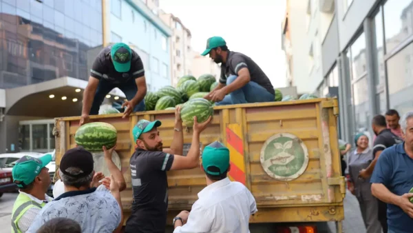 Karpuzlar Tarlada Kalmaktan Kurtuldu! Büyükşehir Belediyesi Devreye Girdi